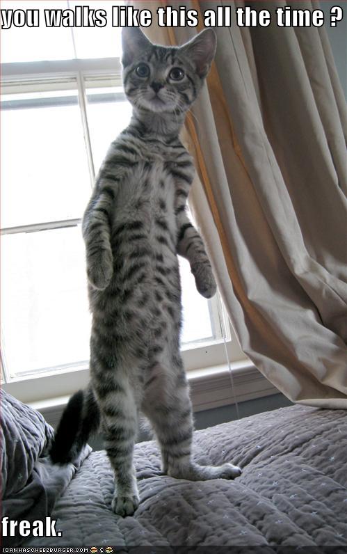 Bipedal Cat