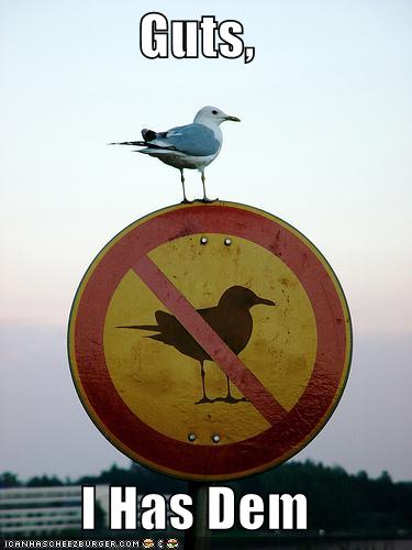 Anti-Bird