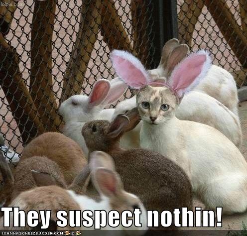 Rabbit Disguise