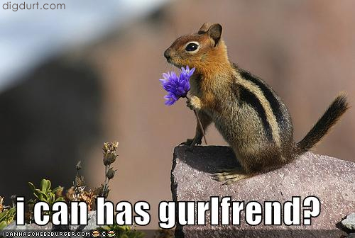 Lonely Chipmunk