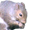 Sneeki the Squirrel